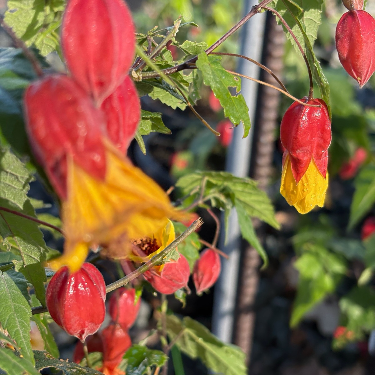 Abutilon megapotamicum 