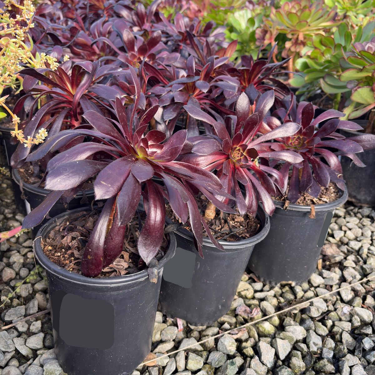 purple rosette succulent Black Rose Aeonium