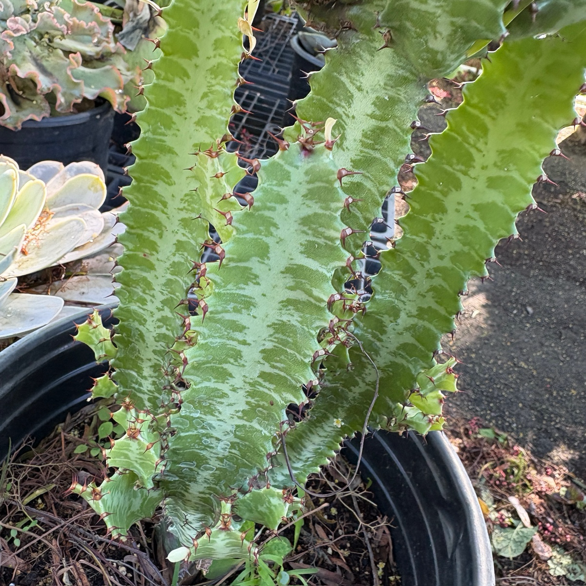 african succulent tree African Milk Tree