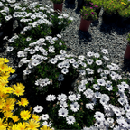 African Daisy