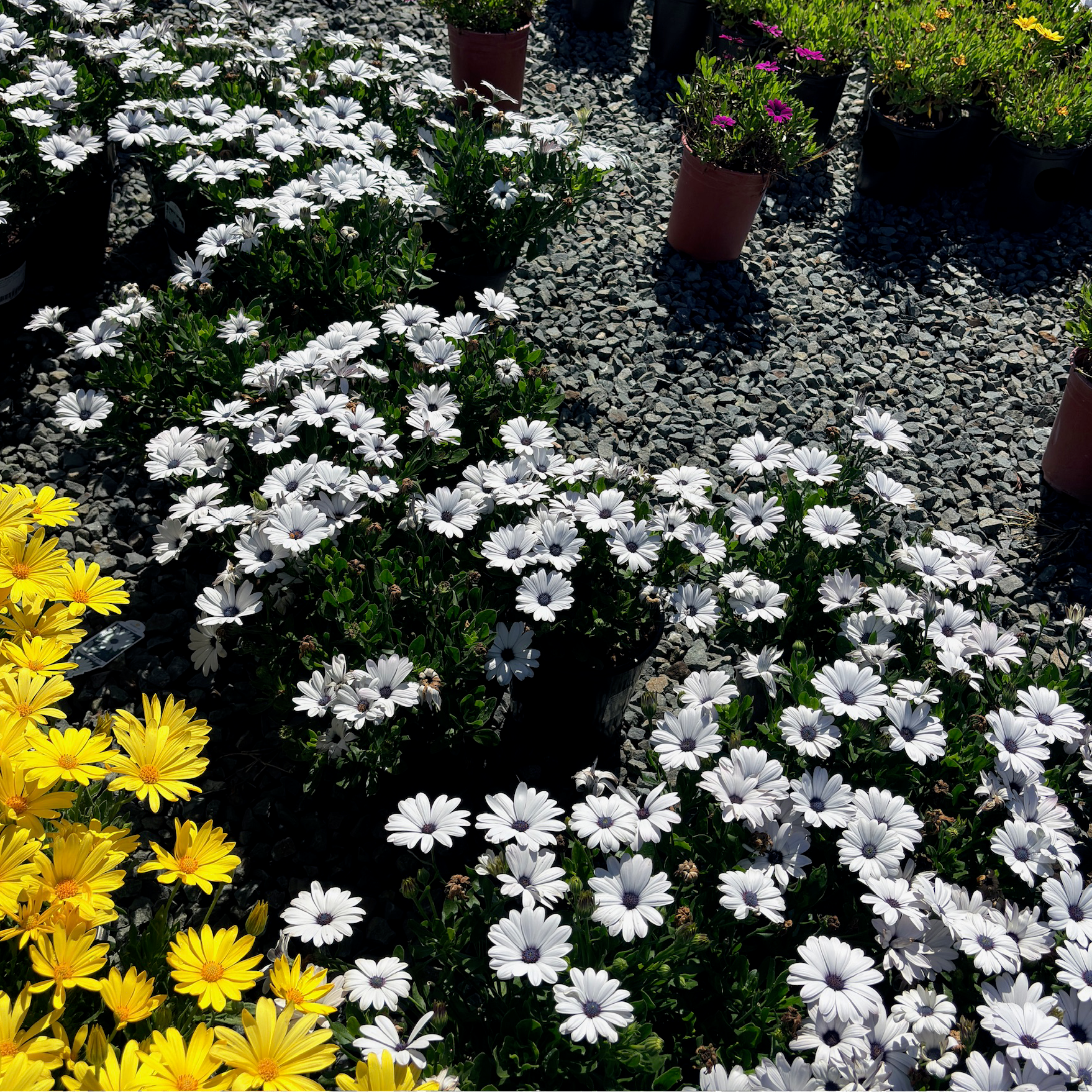 African Daisy