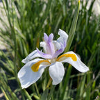 African Iris White and purple African Iris, also known as Fortnight Lily (Dietes iridioides) with yellow center in a grassy area
