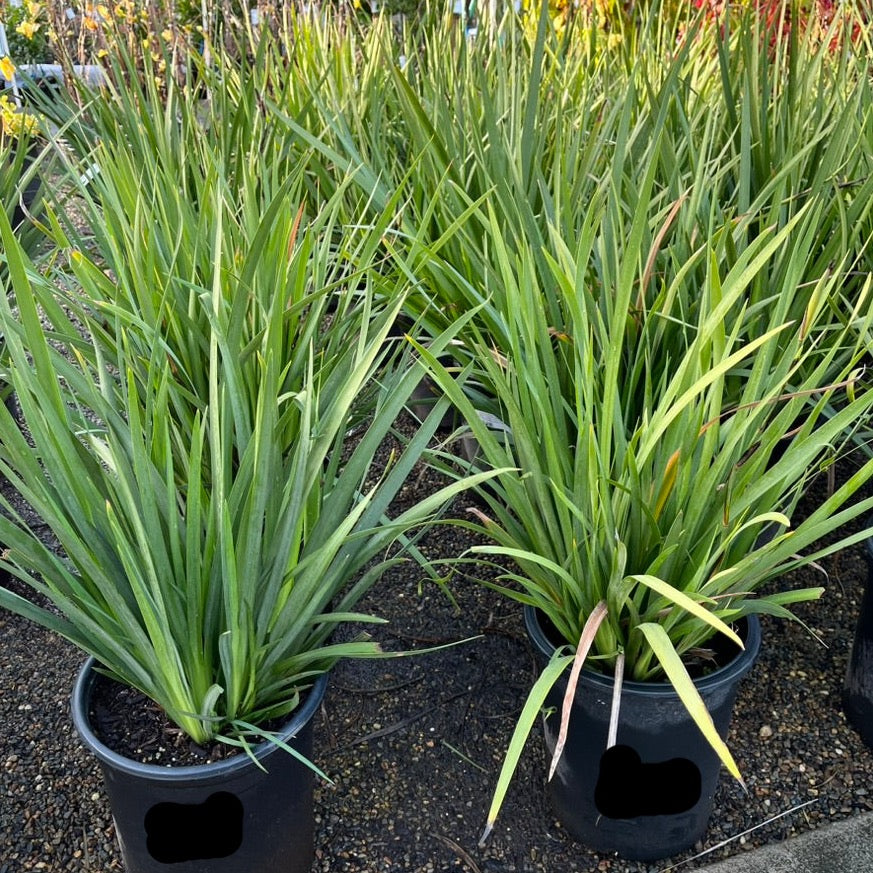 African Iris Two potted plants with long green leaves African Iris, also known as Fortnight Lily (Dietes iridioides) in the victory nursery