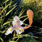 African Iris White flower African Iris, also known as Fortnight Lily (Dietes iridioides) with purple and yellow accents and a brown seed pod from victory nursery