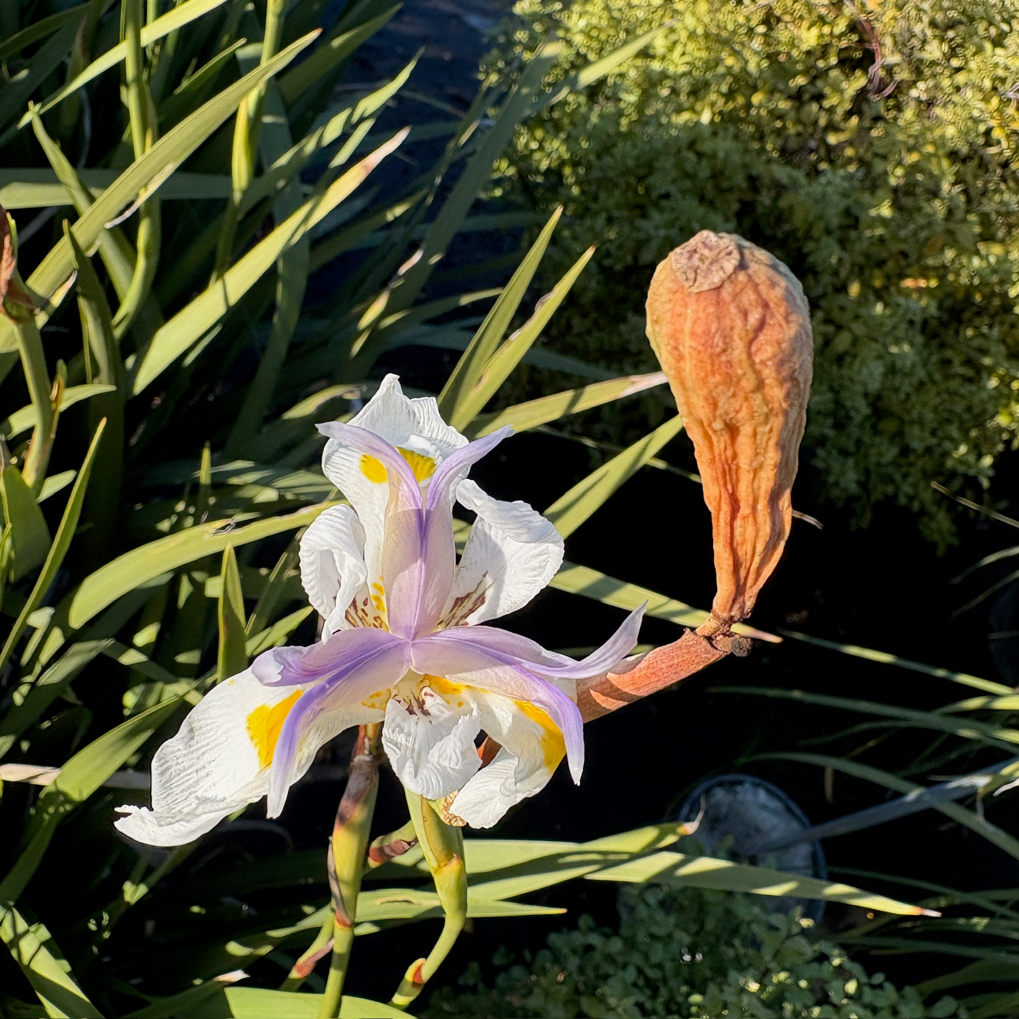 African Iris White flower African Iris, also known as Fortnight Lily (Dietes iridioides) with purple and yellow accents and a brown seed pod from victory nursery