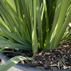 African Iris Close-up of a green African Iris, also known as Fortnight Lily (Dietes iridioides) in a 5 gallon nursery pot