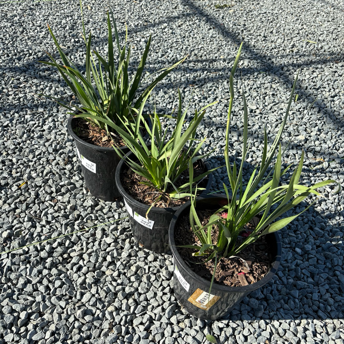 African Iris Three 1 gallon potted African Iris, also known as Fortnight Lily (Dietes iridioides) on a gravel surface