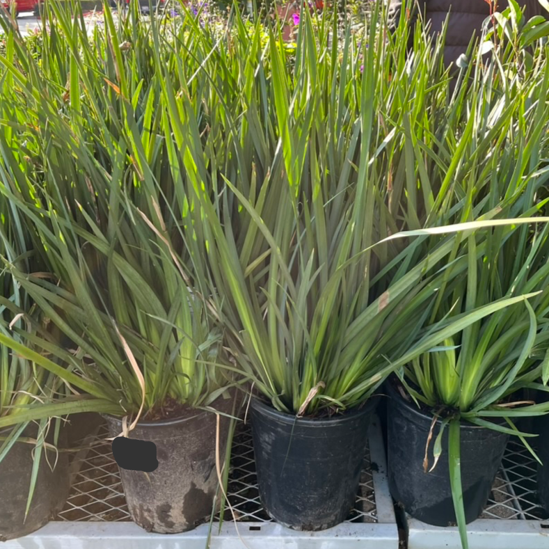 iris potted plant African Iris (Fortnight Lily) – Dietes iridioides – Victory Nursery