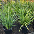 African Iris Two potted plants with long green leaves African Iris, also known as Fortnight Lily (Dietes iridioides) in the victory nursery