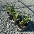 African Iris Three 1 gallon potted African Iris, also known as Fortnight Lily (Dietes iridioides) on a gravel surface