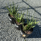 African Iris Three 1 gallon potted African Iris, also known as Fortnight Lily (Dietes iridioides) on a gravel surface