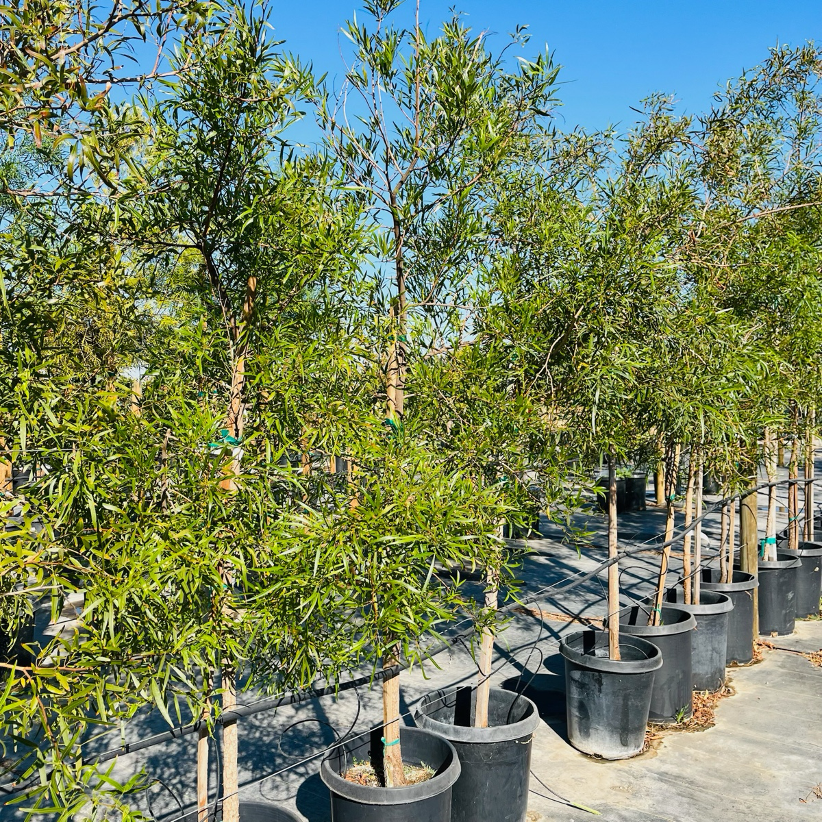 Row of African Sumac trees in pots under a clear blue sky