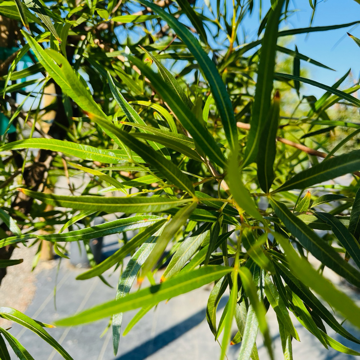 Close-up of African Sumac green leaves with a blurred background