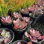 Afterglow Echeveria