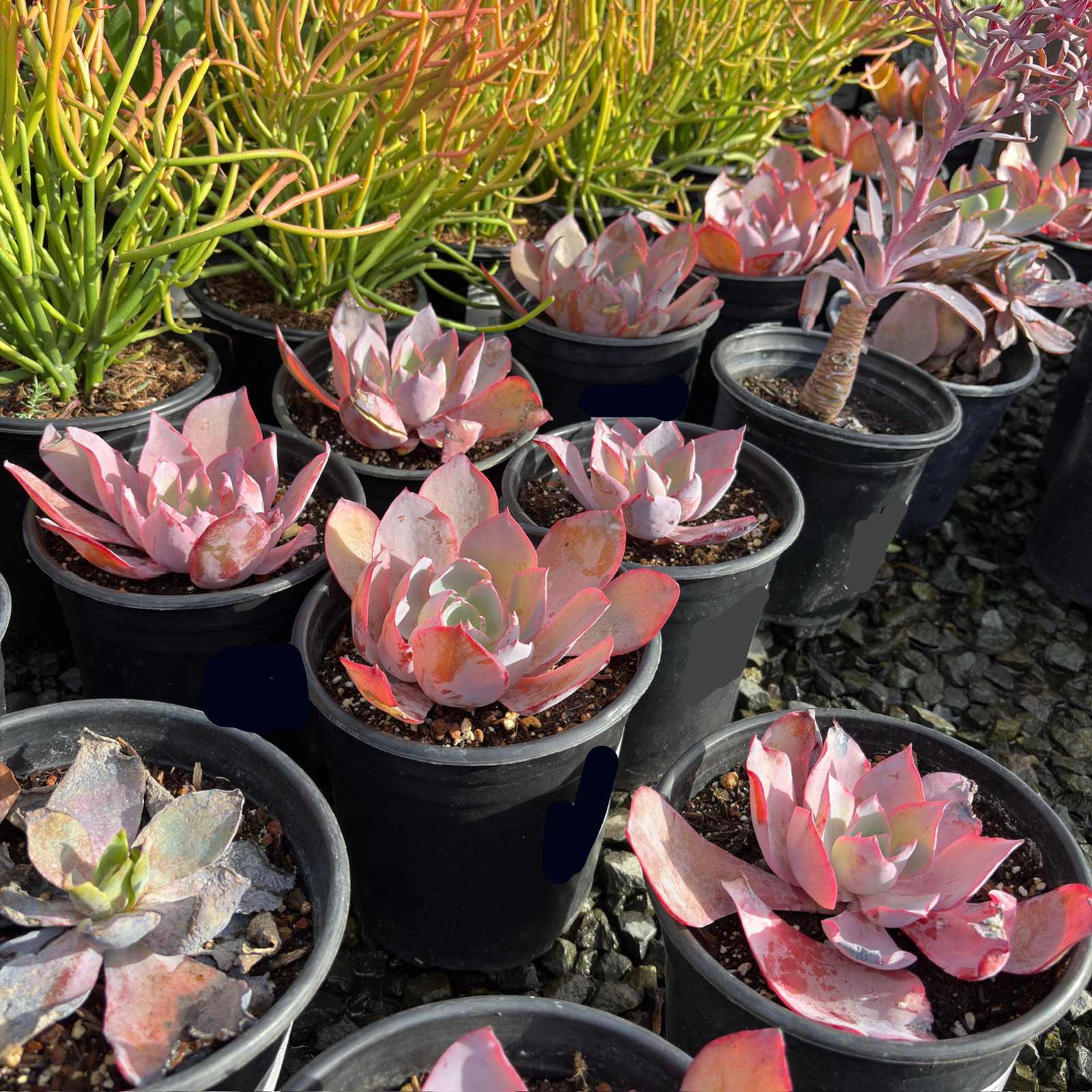 Afterglow Echeveria