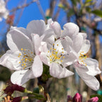 Akebono Yoshino Flowering Cherry