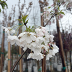 Akebono Yoshino Flowering Cherry