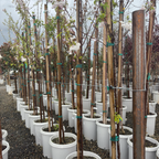 Akebono Yoshino Flowering Cherry