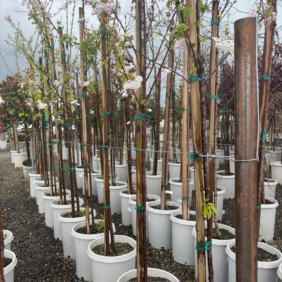 Akebono Yoshino Flowering Cherry