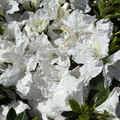 Alaska Azalea
