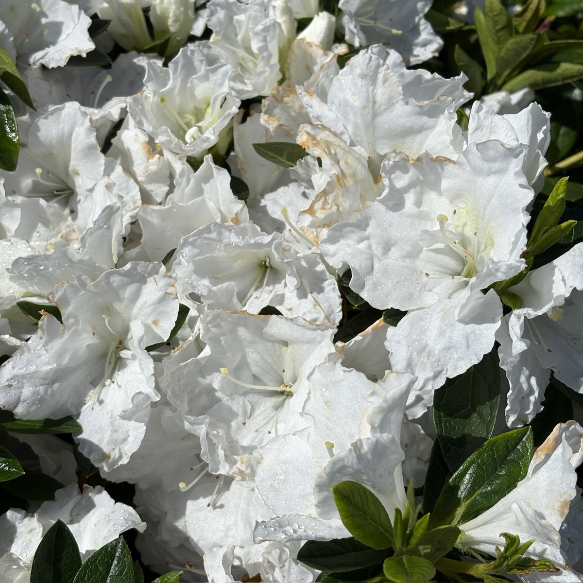 Alaska Azalea