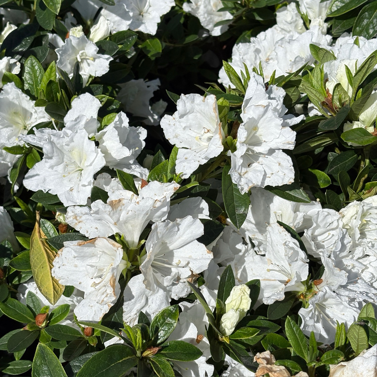 Alaska Azalea