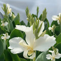 Alaska Canna Lily