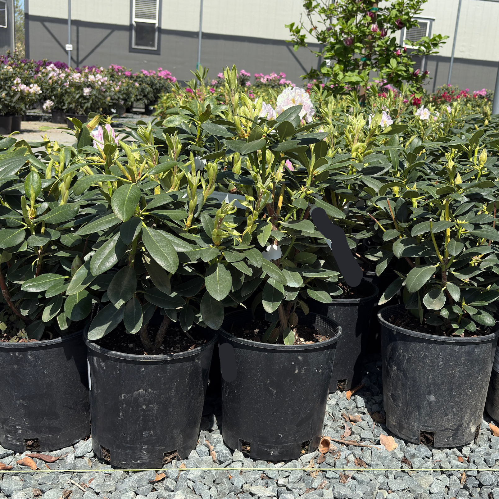 Album Catawba Rhododendron