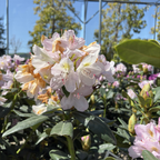 Album Elegans Rhododendron 