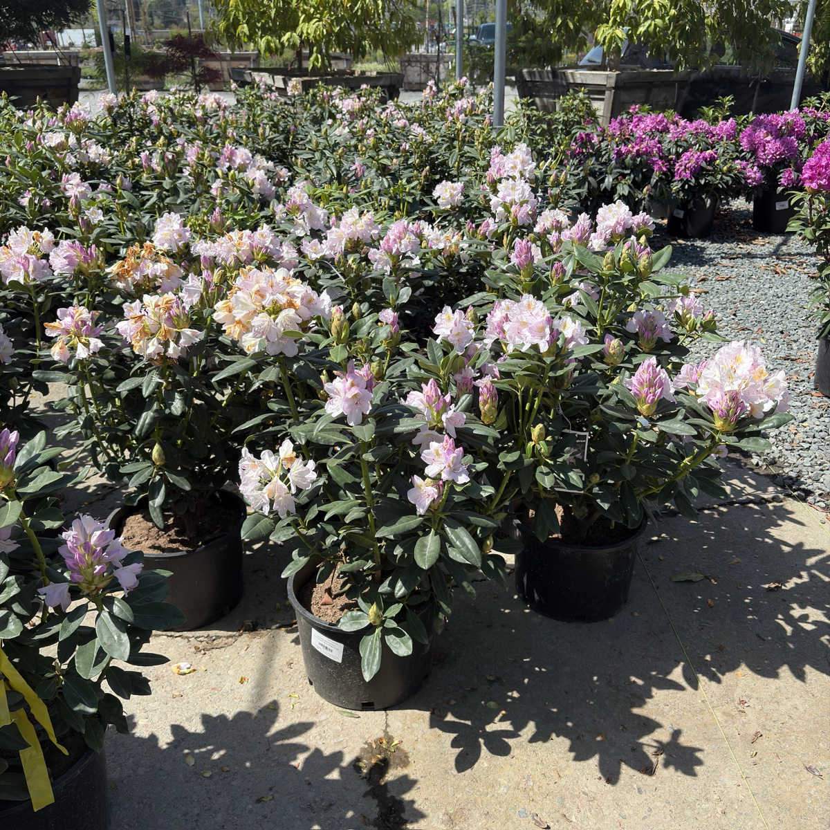 indoor rhododendron plants Album Elegans Rhododendron