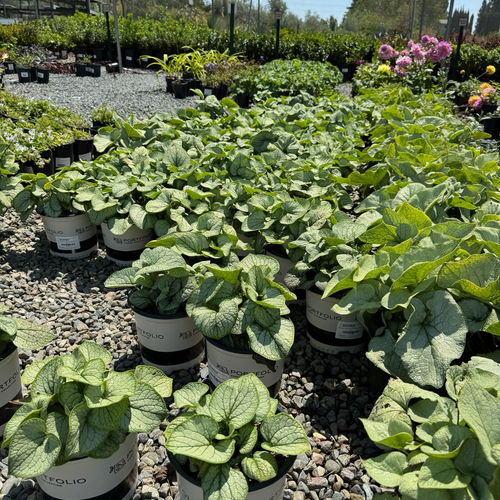 Row of potted Alexander's Great Siberian Bugloss in a garden setting with gravel and other plants in the background.