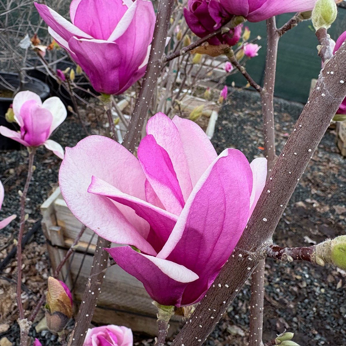 Close-up of Alexandrina Saucer Magnolia flowers with a blurred background