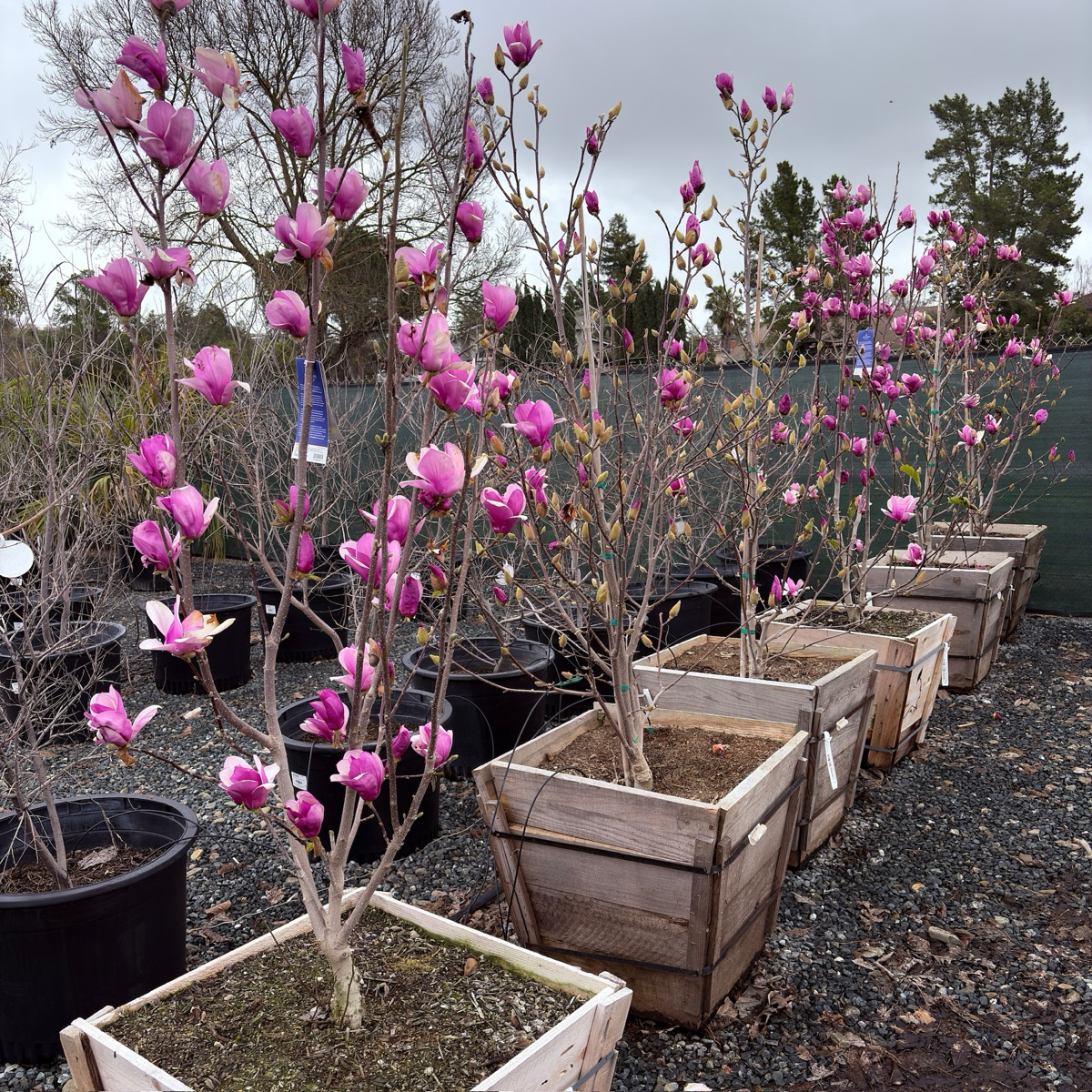 Row of potted Alexandrina trees with pink blossoms in a garden setting.