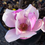 Close-up of Tulip Tree flower with a blurred background