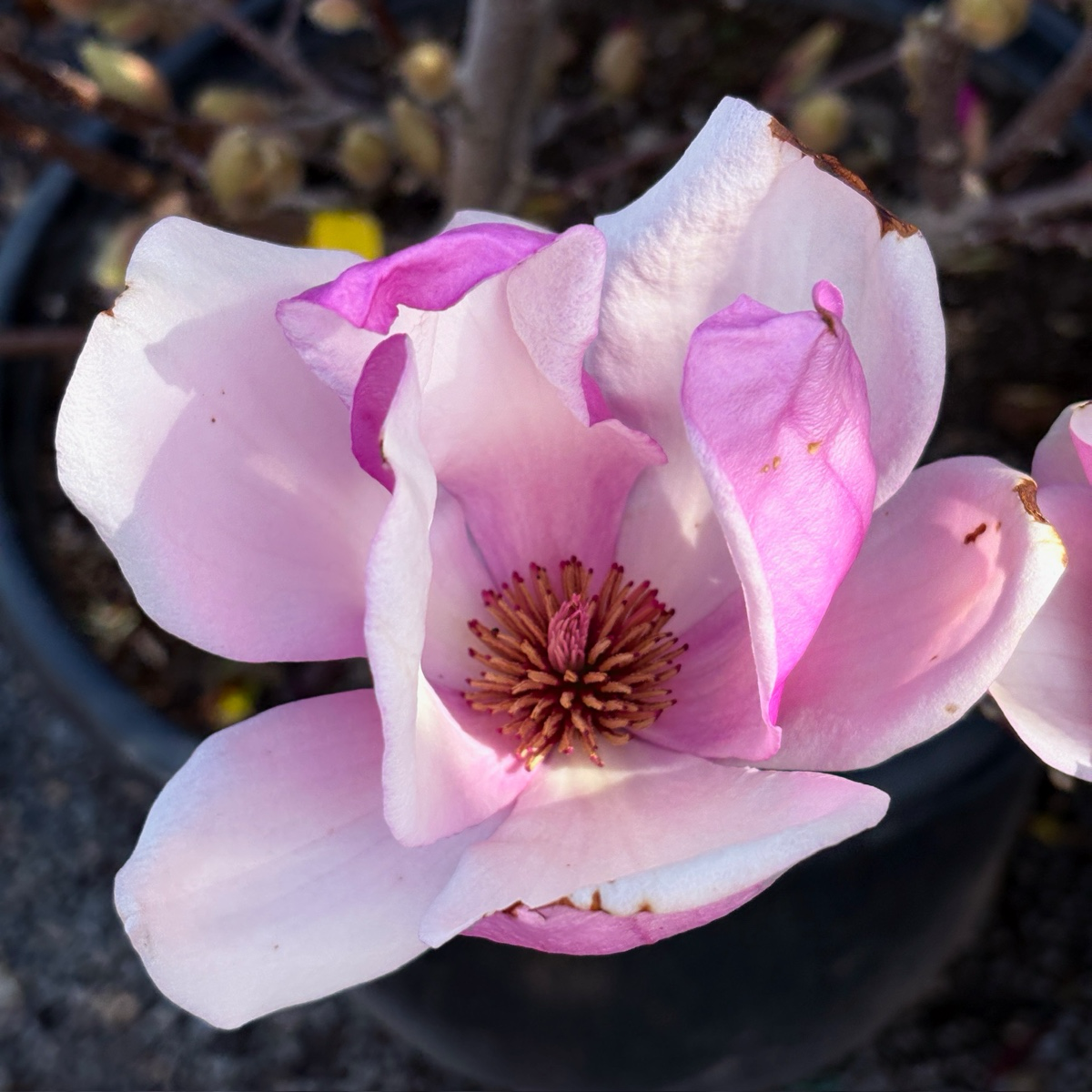 Close-up of Tulip Tree flower with a blurred background