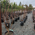 Row of potted Tulip trees in a nursery setting