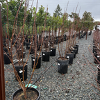 Row of potted Tulip trees in a nursery setting