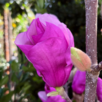 Close-up of Alexandrina Saucer Magnolia flower with a blurred green background