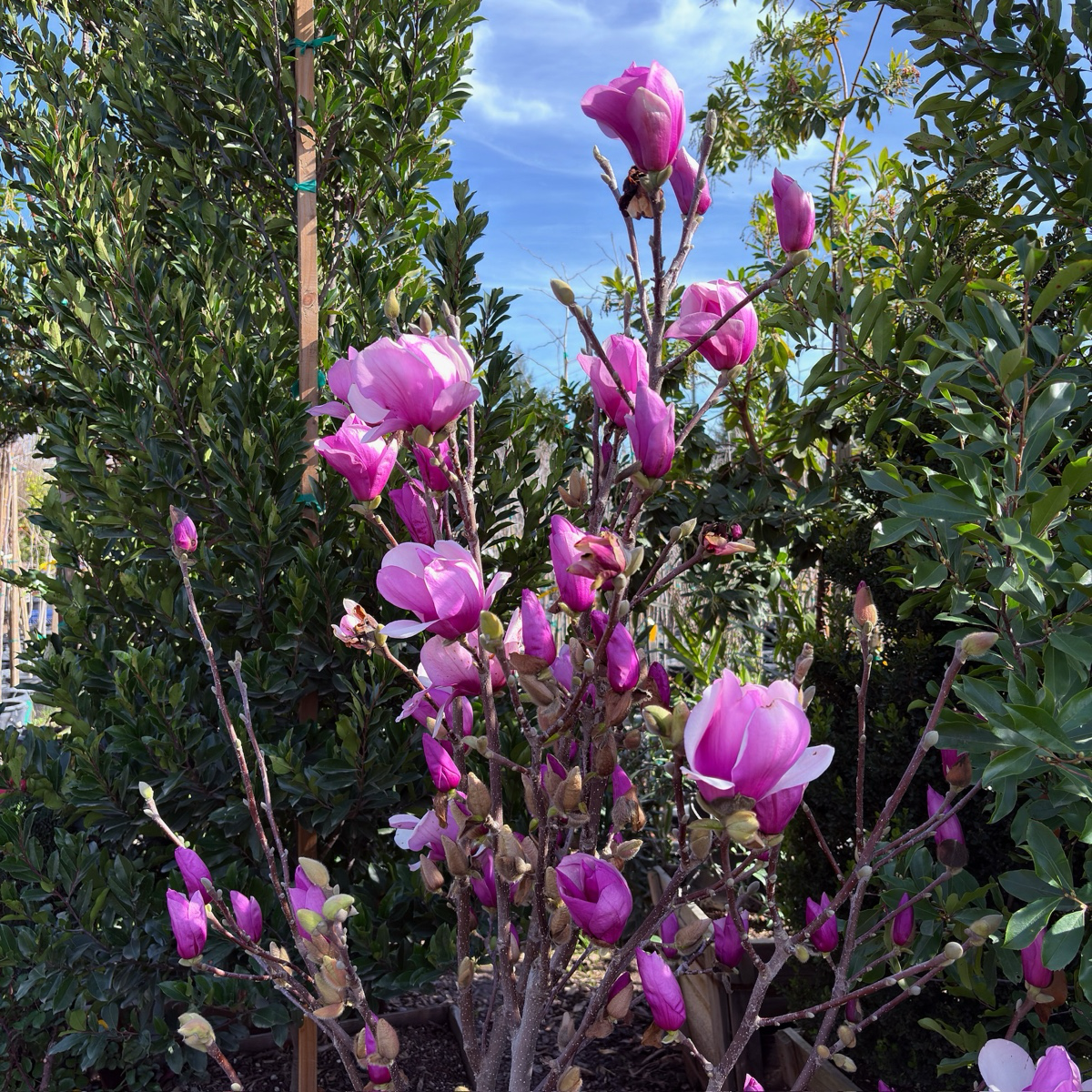 Alexandrina Saucer Magnolia plant with green foliage against a blue sky