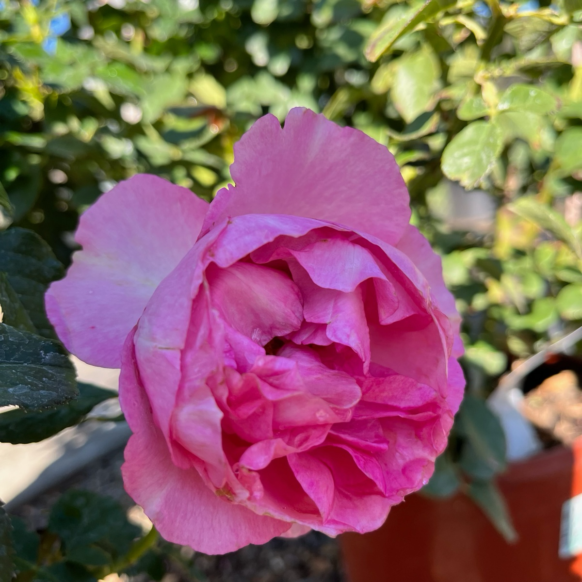 All Dressed Up Grandiflora Rose - 5 GallonMulti All Dressed Up Grandiflora Rose - 5 GallonMulti
