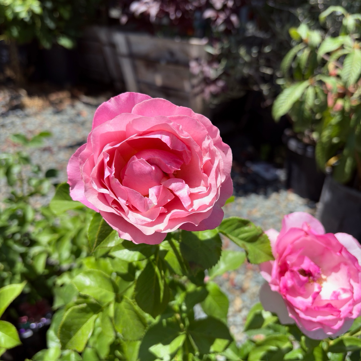 All Dressed Up Grandiflora Rose