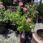 All Dressed Up Grandiflora Rose