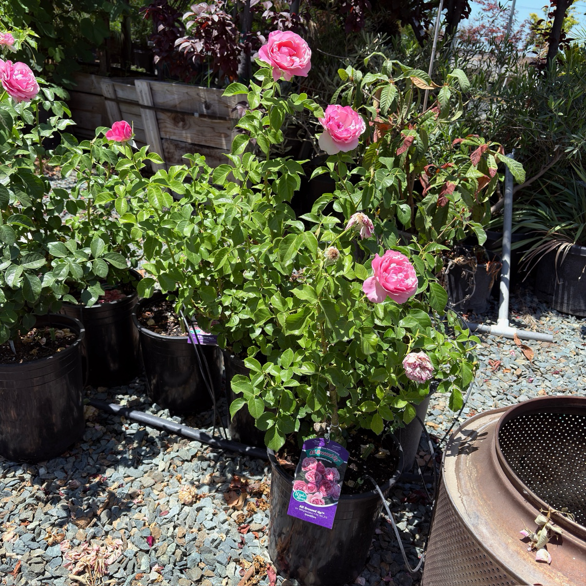 All Dressed Up Grandiflora Rose