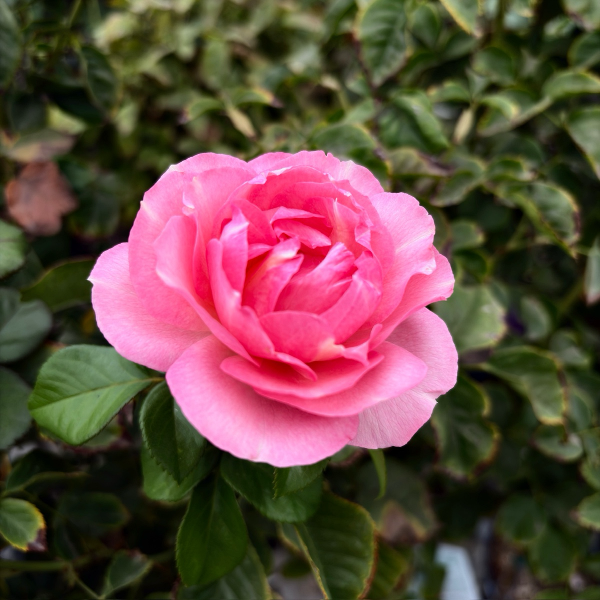 All Dressed Up Grandiflora Rose