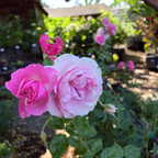 All Dressed Up Grandiflora Rose