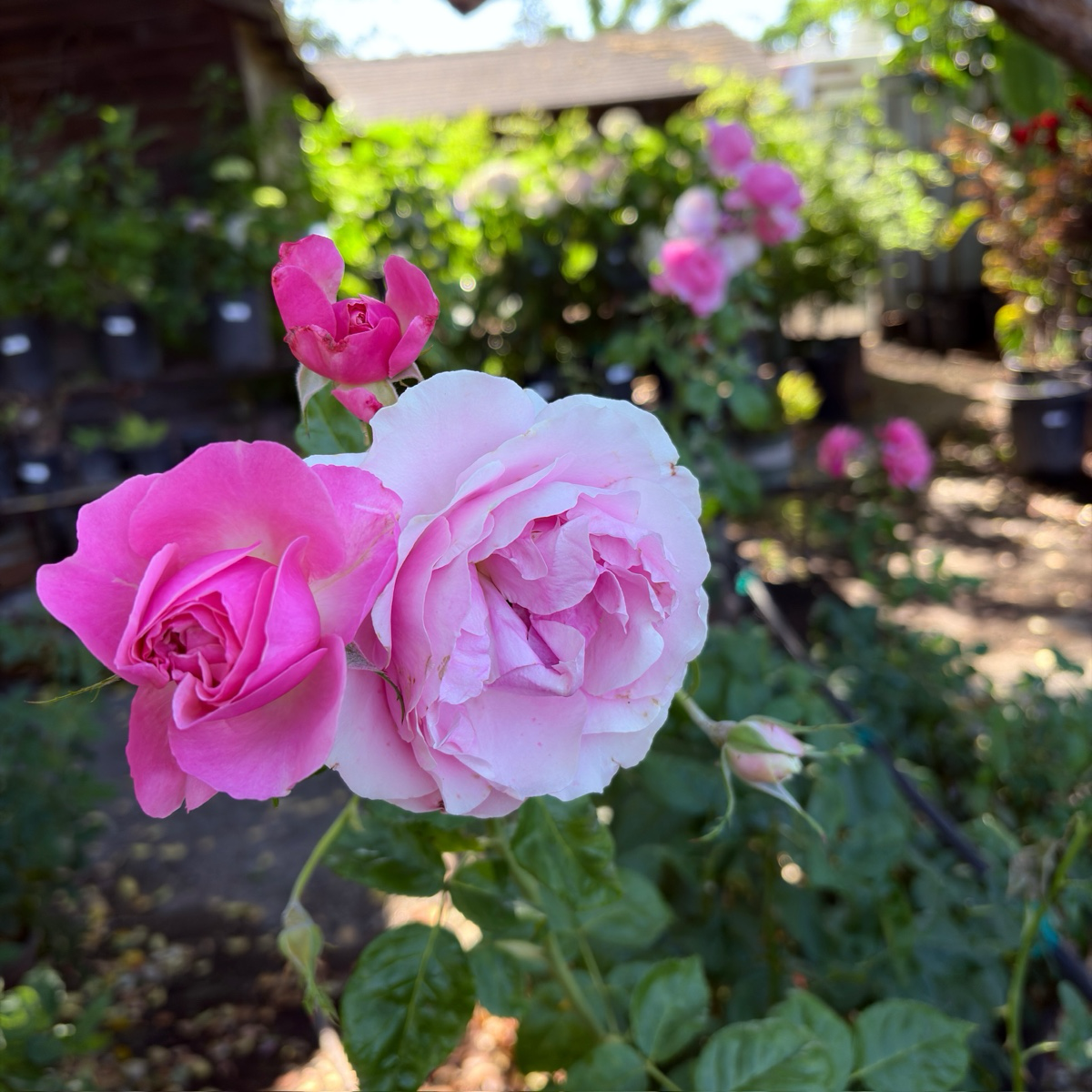 All Dressed Up Grandiflora Rose