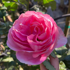 All Dressed Up Grandiflora Rose