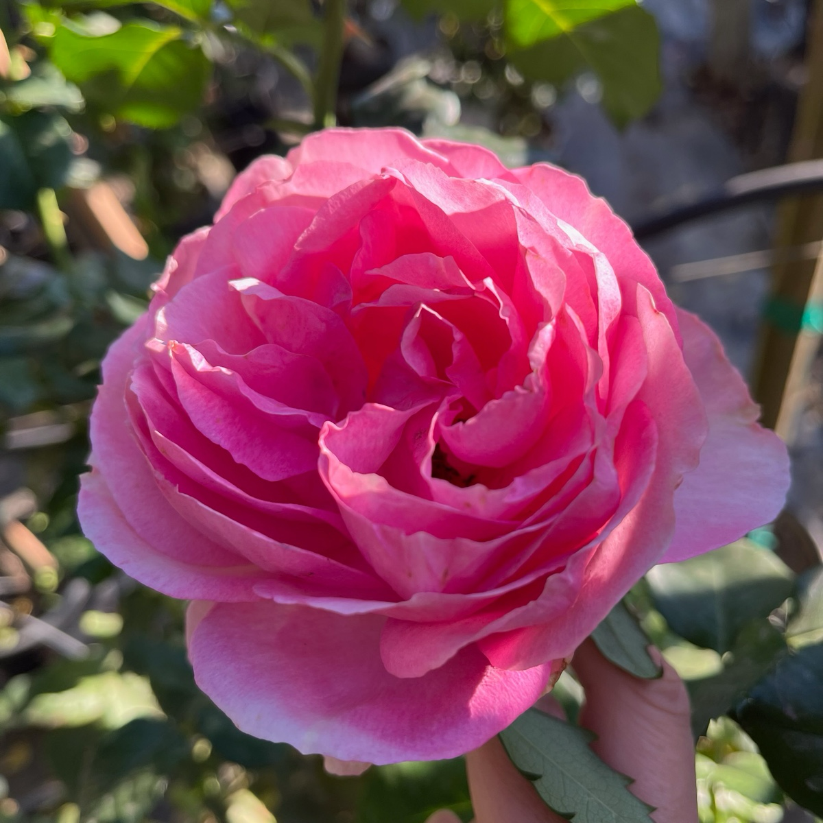 All Dressed Up Grandiflora Rose