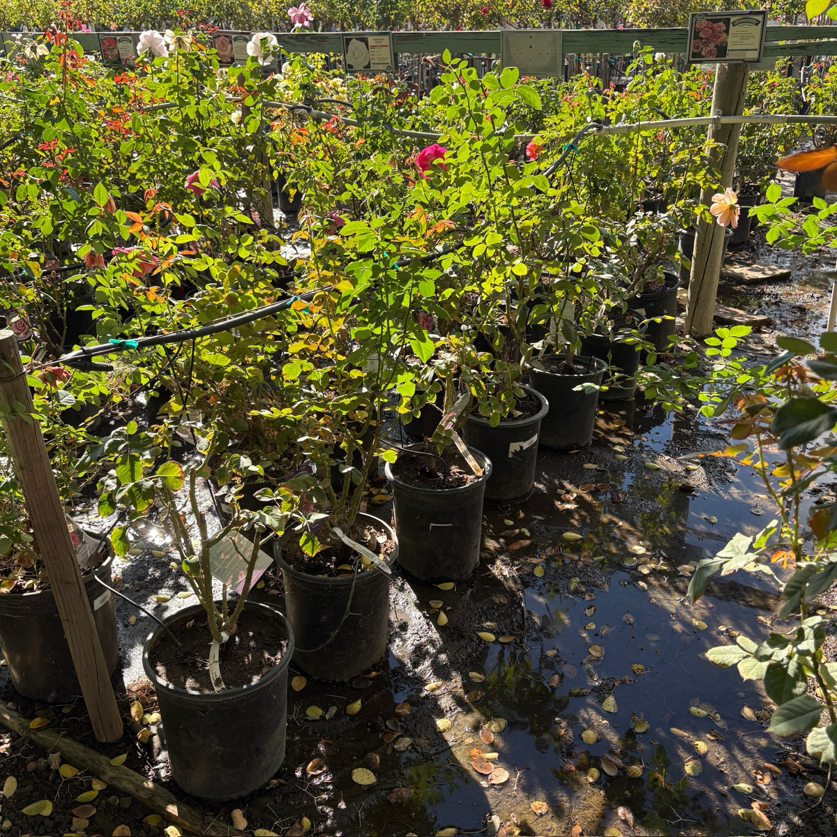 All Dressed Up Grandiflora Rose