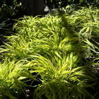 All Gold Hakone Grass